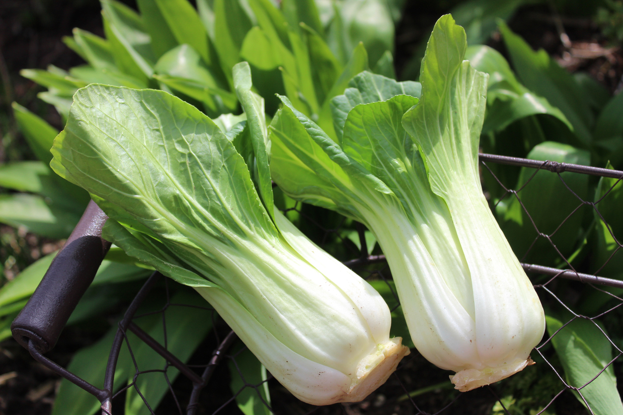 How to Freeze Bok Choy and Keep Its Nutritional Value