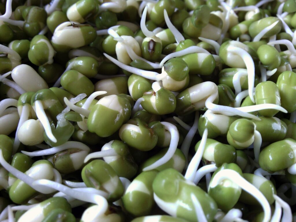 Bean Sprouts, how long do bean sprouts last?