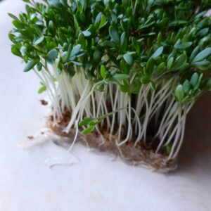 Bean sprouts, how long do bean sprouts last?