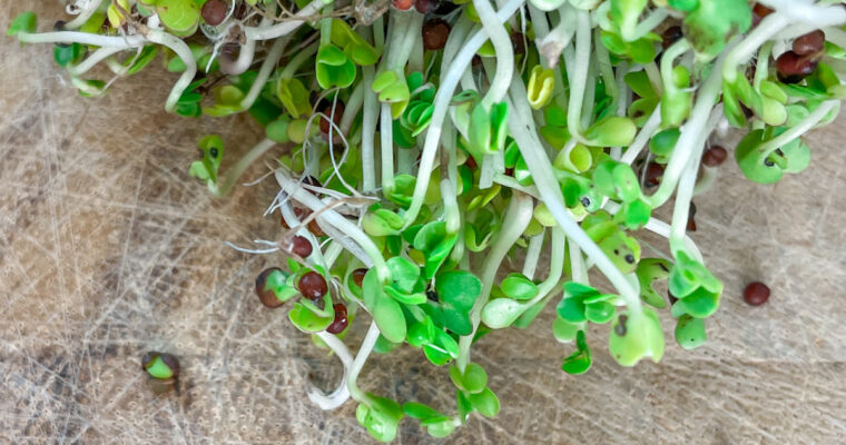 Broccoli Sprouts vs Microgreens Sulforaphane Content