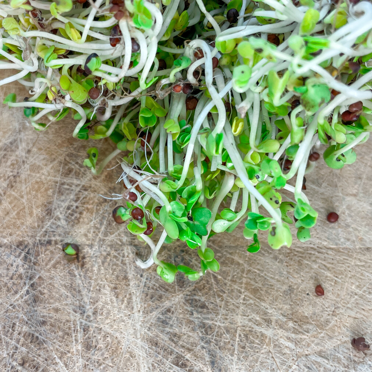 Broccoli Sprouts vs Microgreens Sulforaphane Content