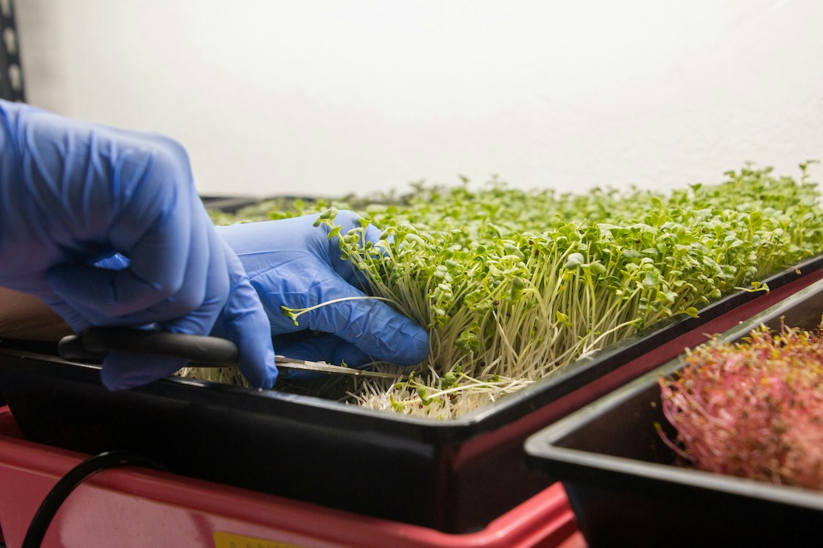 broccoli sprouts vs microgreens sulforaphane